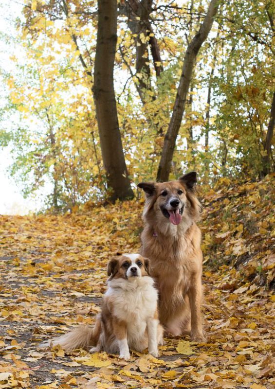 lassy und diva